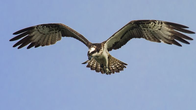 Adler